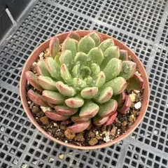 多肉植物♡ピンクルルビー 抜き苗 - メルカリ
