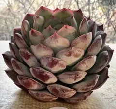 み*こ様 2844新入荷　エメラルドワルツ　エケベリア　多肉植物　撮影2月11日