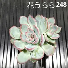 みーた様 リクエスト 2点 まとめ商品