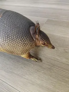 2026年最新】アルマジロ剥製の人気アイテム - メルカリ