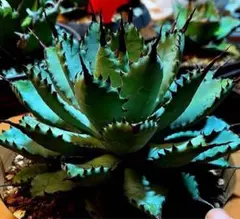 甲蟹x屈原舞扇 Yahoo!オークション - 【成株子株付き】屈原の舞扇×甲蟹