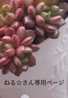 多肉　円　ねる☆様専用ページ