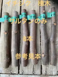 2026年最新】穂木 イチジクの人気アイテム - メルカリ