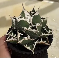 2025年最新】アガベ チタノタ セットの人気アイテム - メルカリ