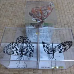 Item thumbnail for item c8ebcd83-3765-4b5f-8a18-64231c3a4cb7