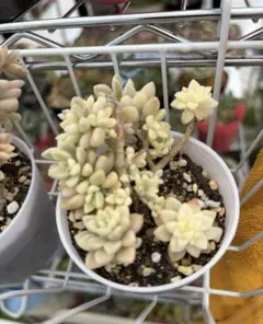 2025年最新】多肉植物錦の人気アイテム - メルカリ
