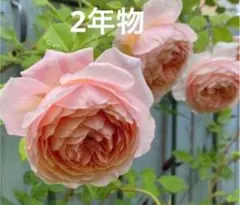 ユキコ 2苗セット つるバラ苗 ミニばら苗 - メルカリ