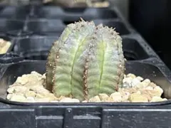 2025年最新】ユーフォルビア ホリダ白衣の人気アイテム - メルカリ