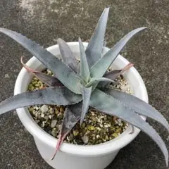 Aloe prinslooi アロエ プリンスローイ ゆうパック - メルカリ