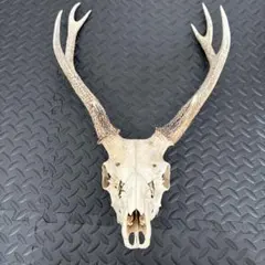 【値下げ交渉可‼️】ニホンジカの頭骨（鹿の角付き） ハンティングトロフィー