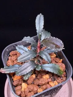 正規タグ付き Bucephalandra sp. 