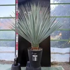 2025年最新】ユッカロストラータの人気アイテム - メルカリ