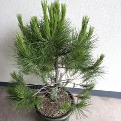 ピナス・ピネア シンボルツリー　イタリアカサマツ　レア　植物　松　大鉢のサムネイル