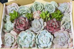 多肉植物　エケベリア　韓国苗　カット苗　寄せ植えセット　多肉弁当　現品
