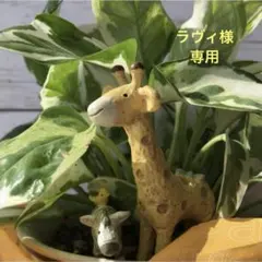 ☆ラヴィ様専用☆