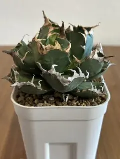 阿修羅A1/PLANET ROCK PLANTS 阿修羅A1/PLANET ROCK PLANTS - メルカリ