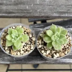 2025年最新】ミックスベリア 円の人気アイテム - メルカリ