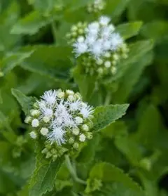 Aria様 リクエスト 4点 まとめ商品