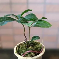 ヤブコウジ 藪柑子 苗木 盆栽 苔玉 ガーデニング 抜き苗 鉢なし 苔付き