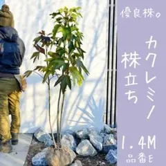 超逸品。イロハモミジ株立ち1.4M(鉢底から)品番A - メルカリ