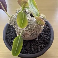 2026年最新】恵比寿笑の人気アイテム - メルカリ