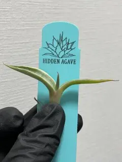 2025年最新】ジェレミー アガベの人気アイテム - メルカリ