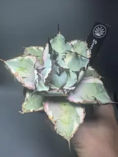 2026年最新】アガベ ブラック&ブルー 錦の人気アイテム - メルカリ