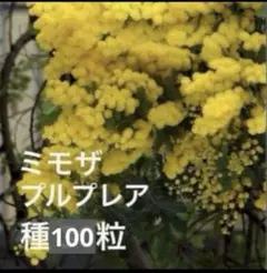 ミモザ 100粒 アカシア 種 ドライフラワー 銀葉アカシア パープル 珍しいのサムネイル