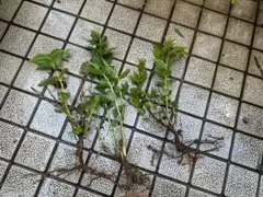 超希少！　ドクウツギ　抜き苗3株セット　日本三大毒草① 超希少！ ドクウツギ 抜き苗3株セット 日本三大毒草① - メルカリ