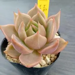 hikaru様 リクエスト 3点 まとめ商品