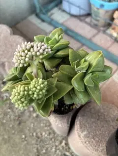 D 多肉植物 クラッスラ デルトイデア タンクアカルー 抜き苗 | Mercari