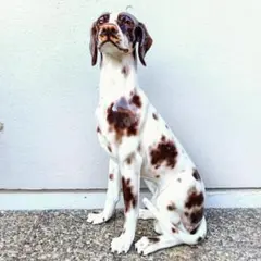 希少◆犬の置き物 ポインター インテリア 陶器製 オブジェ ヴィンテージ