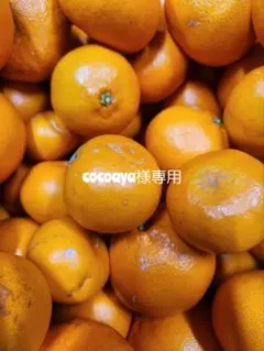 cocoaya様専用です