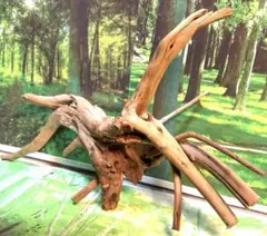 水草3種巻き ブランチウッド - メルカリ