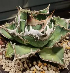 A259 特選 アガベチタノタ 台湾産正規品蚩尤 極上強棘 極上優良株 Yahoo!オークション - 2多肉植物アガベ チタノタ蚩尤 台湾