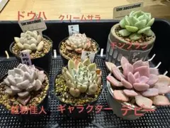 エケベリア　６苗セット　多肉