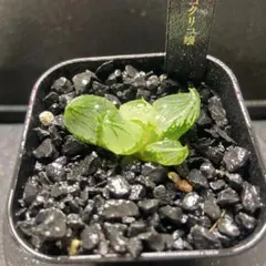 ん*ぴ様 ハオルチア　コクリコ嬢(全窓変異個体)