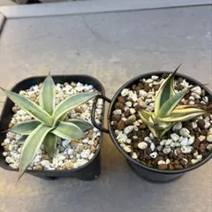 2025年最新】アガベ スノーグローの人気アイテム - メルカリ