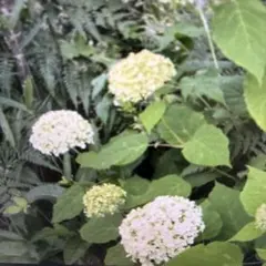 紫陽花 アナベル ひこばえ幼苗⑦ アメリカアジサイ 抜き苗１本 紫陽花 アナベル ひこばえ幼苗⑦ アメリカアジサイ 抜き苗1本 - メルカリ