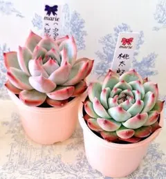 2025年最新】多肉リンゼアナの人気アイテム - メルカリ