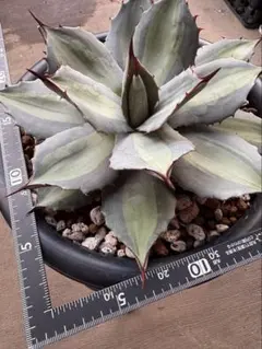 最終値下げ！アガベ　吉祥天　大株　即戦力　今月末消します。 最終値下げ！アガベ 吉祥天 大株 即戦力 今月末消します。 Yahoo