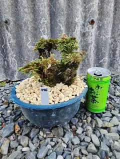 送料無料】15年物 岩松 イワヒバ 岩ヒバ 盆栽 山野草 高山植物 560