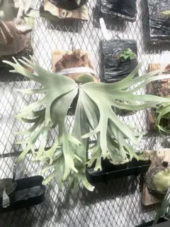 ポテチ様 リクエスト 2点 まとめ商品