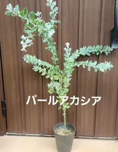 パールアカシア 鉢植え 苗木 ミモザ 苗 オージープランツ - メルカリ