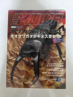 ビークワ　まとめ売り ビークワ まとめ売り