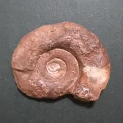 極めて希少な黄鉄鉱化したゴニアタイトの化石（トルニア・ミラビレ