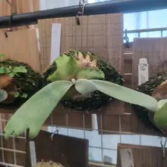 2025年最新】神経質な方はご購入をお控え下さいの人気アイテム - メルカリ