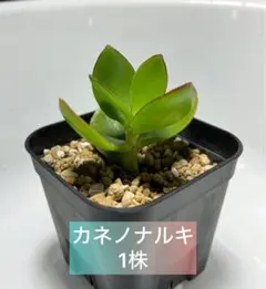2026年最新】カネノナルキの人気アイテム - メルカリ