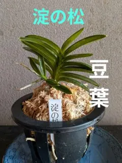 2026年最新】フウラン富貴蘭の人気アイテム - メルカリ