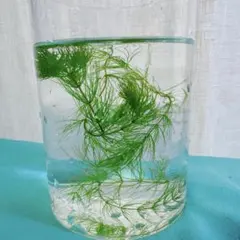 浮草　マツモ　5本のサムネイル
